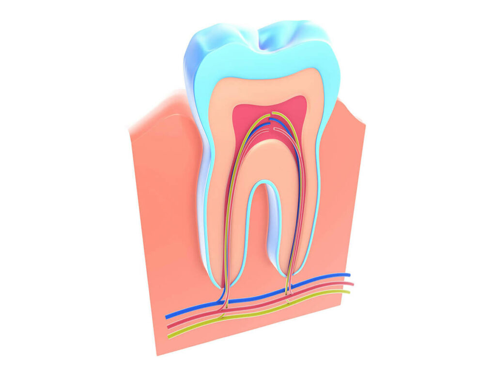 Illustration of the root system of a tooth